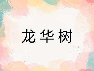 龙华树 龙华树